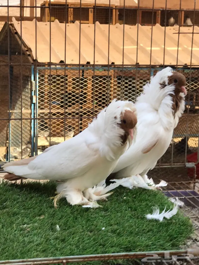 جوز مورهد اصفر فاخر جدآ 2017 Tob (image 10)