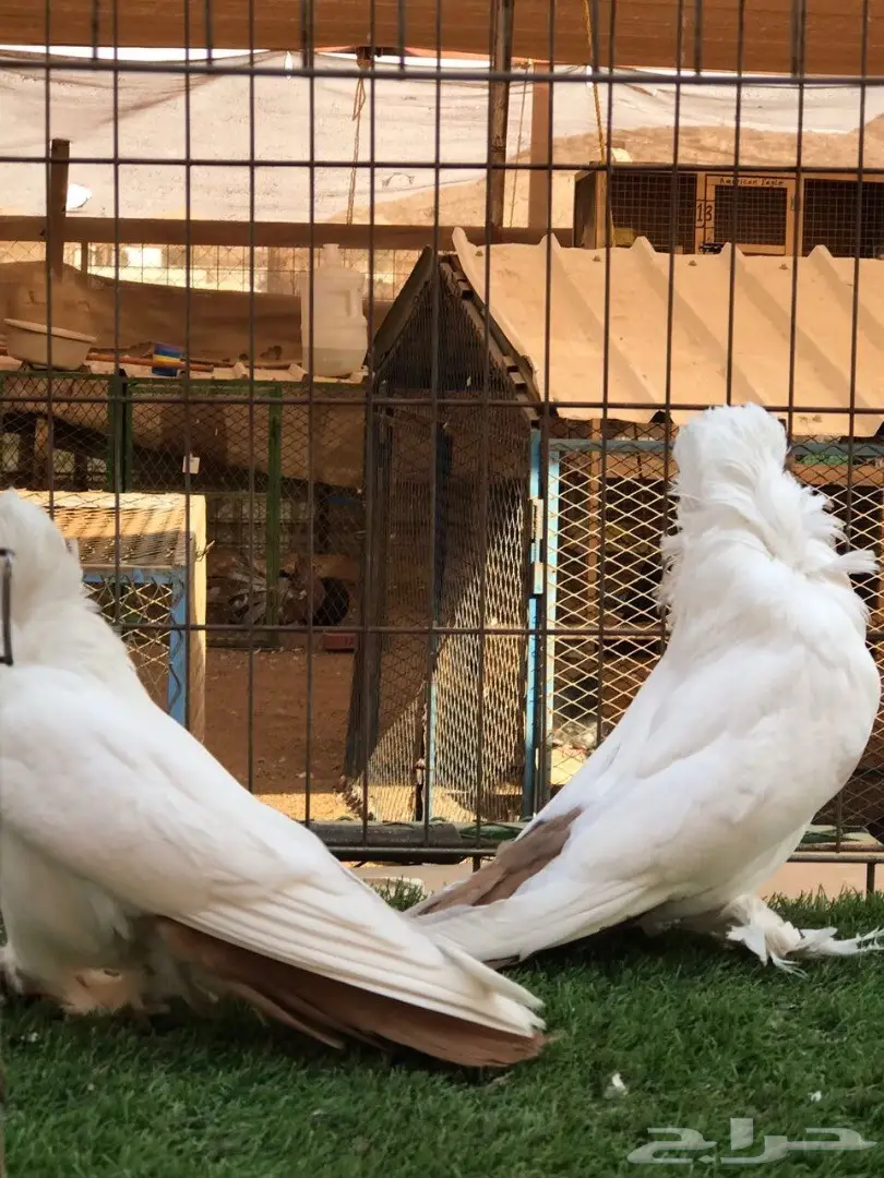 جوز مورهد اصفر فاخر جدآ 2017 Tob (image 11)