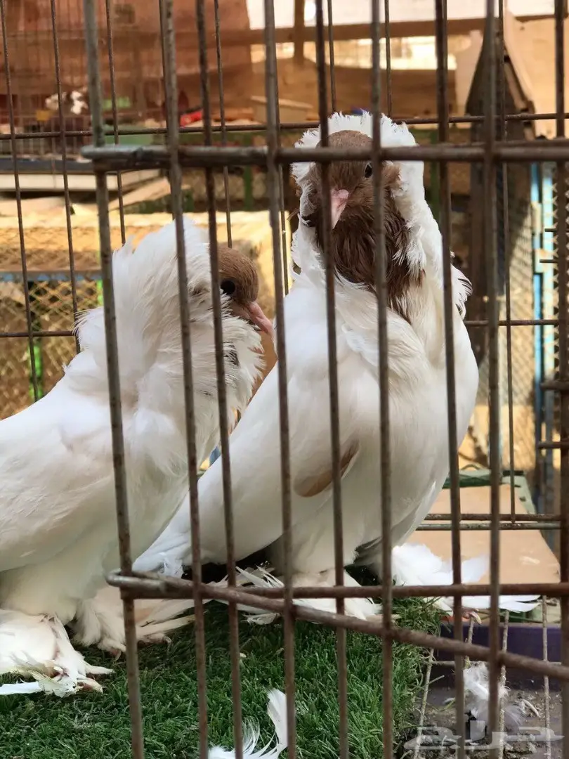 جوز مورهد اصفر فاخر جدآ 2017 Tob (image 12)