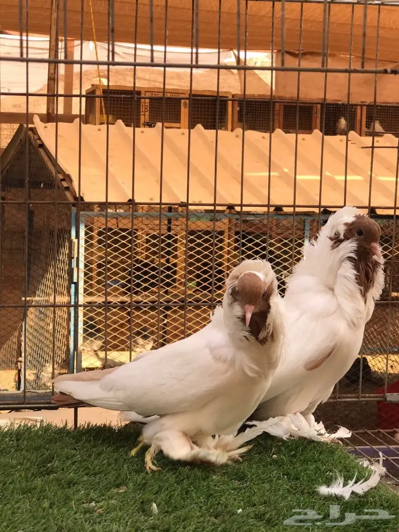 جوز مورهد اصفر فاخر جدآ 2017 Tob (image 13)