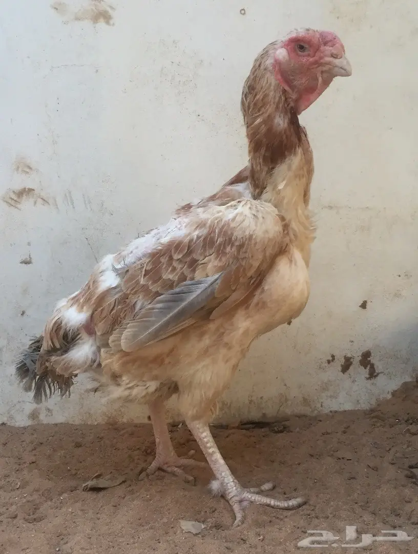 دجاجة حجازي بياض