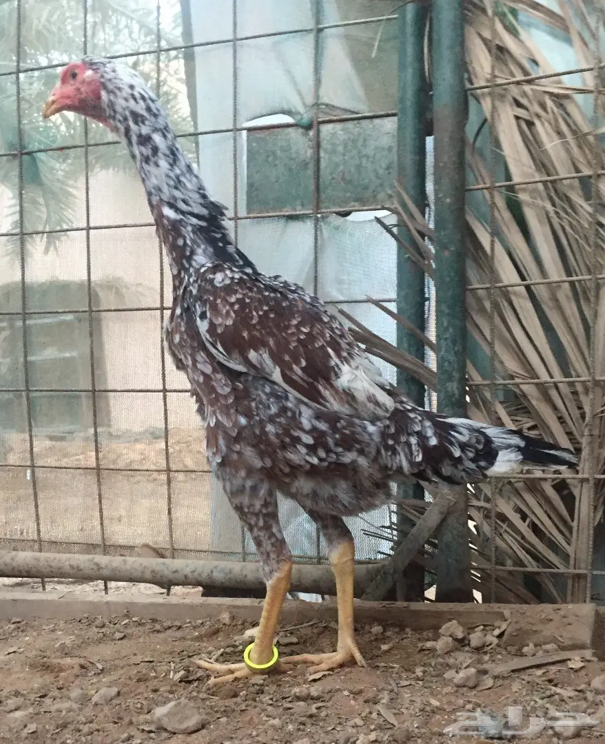 دجاجة شامو  (image 2)