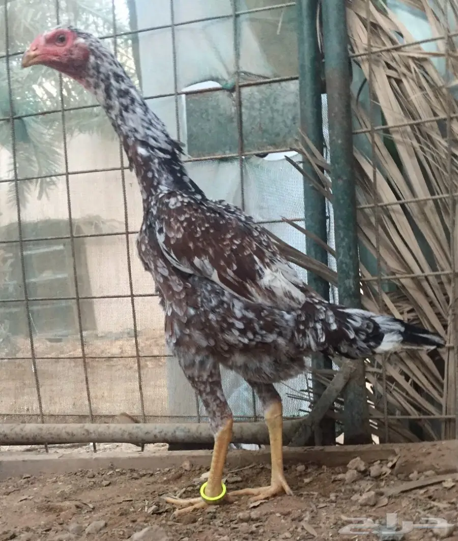 دجاجة شامو  (image 1)