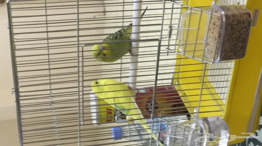 طيور البادجي