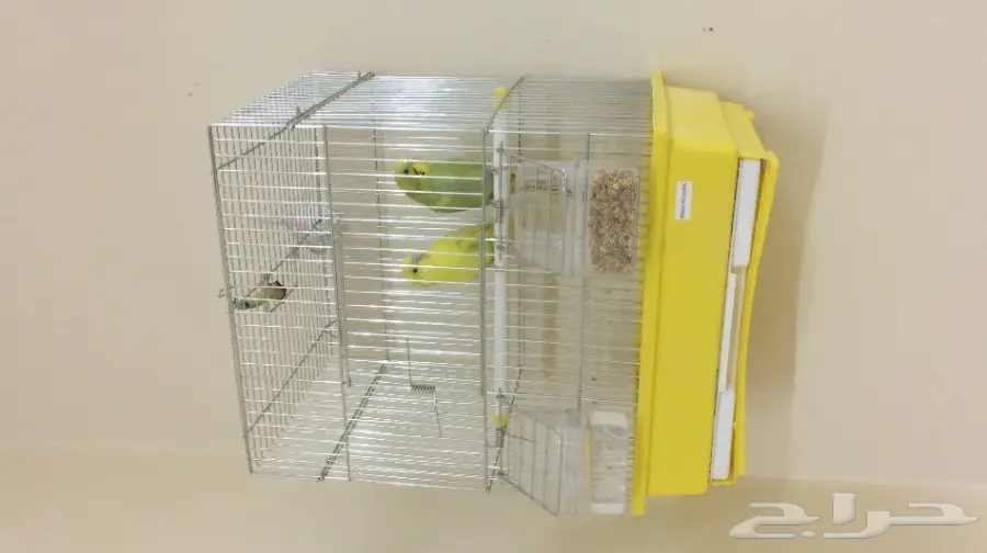 طيور البادجي (image 1)