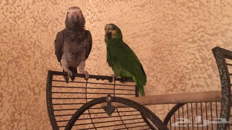 كاسكو وامزون 