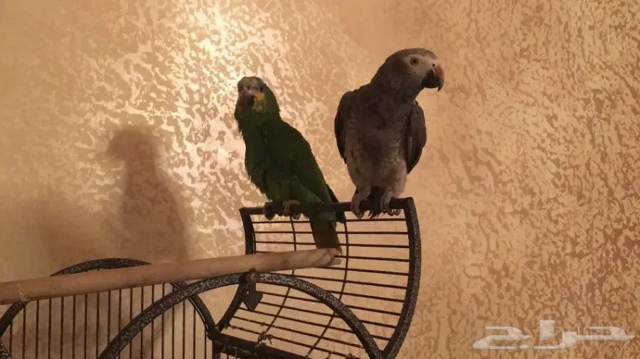 كاسكو وامزون  (image 1)