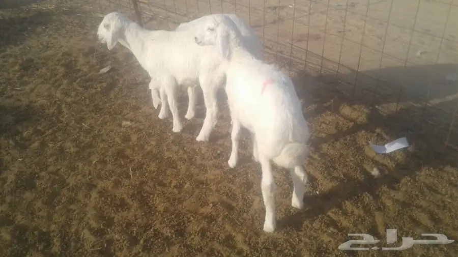 طليان للبيع 