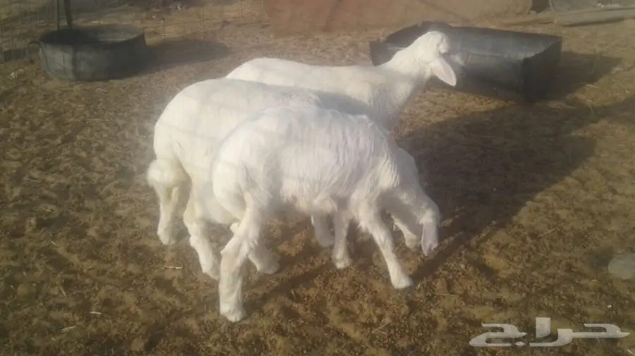 طليان للبيع  (image 1)