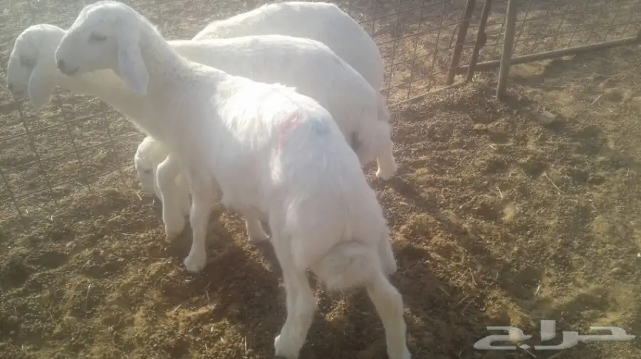 طليان للبيع  (image 2)