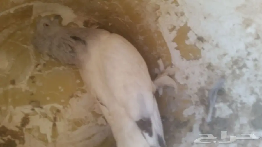 حمام تركي  (image 1)