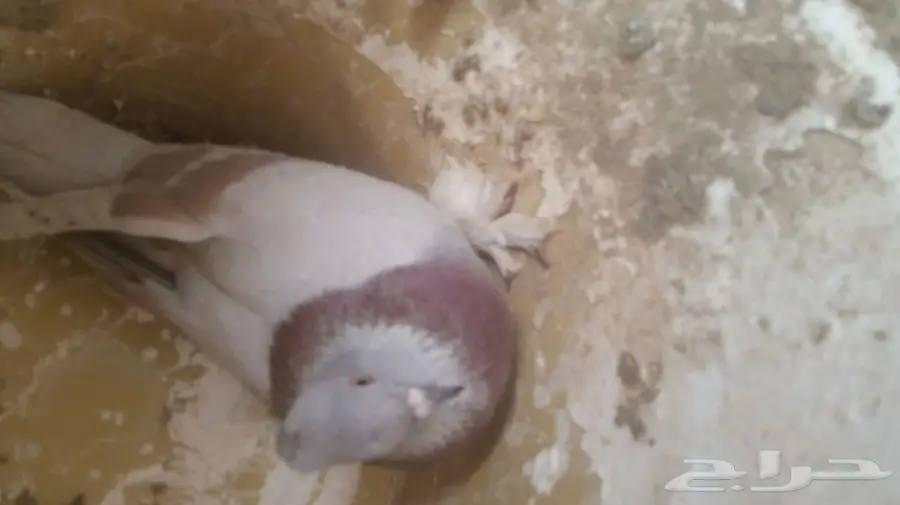 حمام تركي  (image 3)