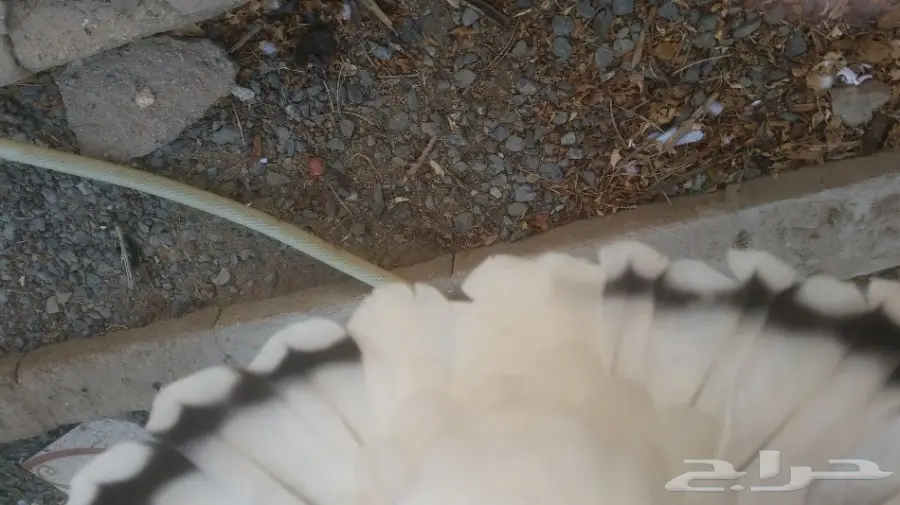 حمام تركي  (image 6)