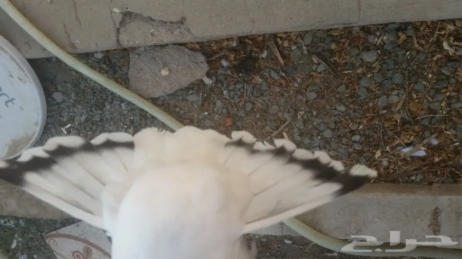 حمام تركي  (image 7)