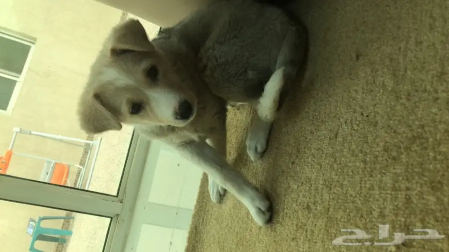 كلب لابرادور  (image 1)