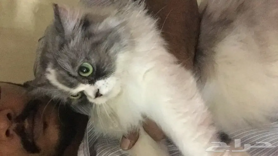 قط امريكي مريش انثى اليفه (image 2)