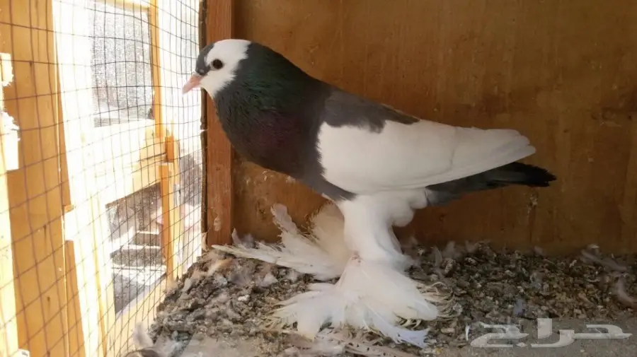 للبيع انثى نفاخ ازرق مسوبع