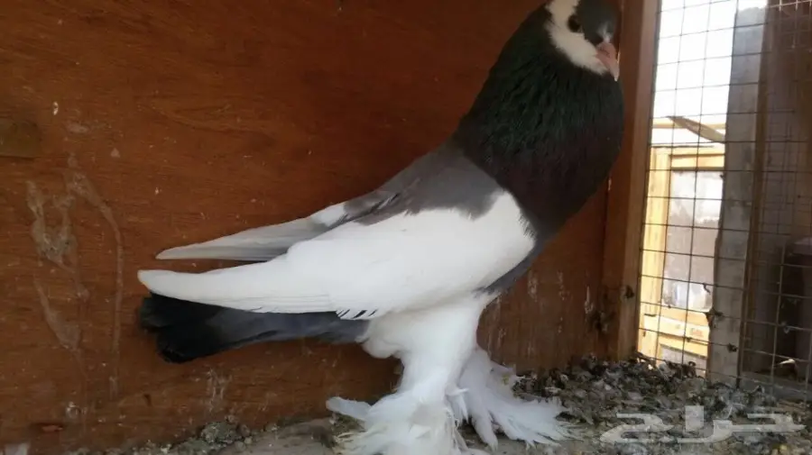 للبيع انثى نفاخ ازرق مسوبع (image 1)