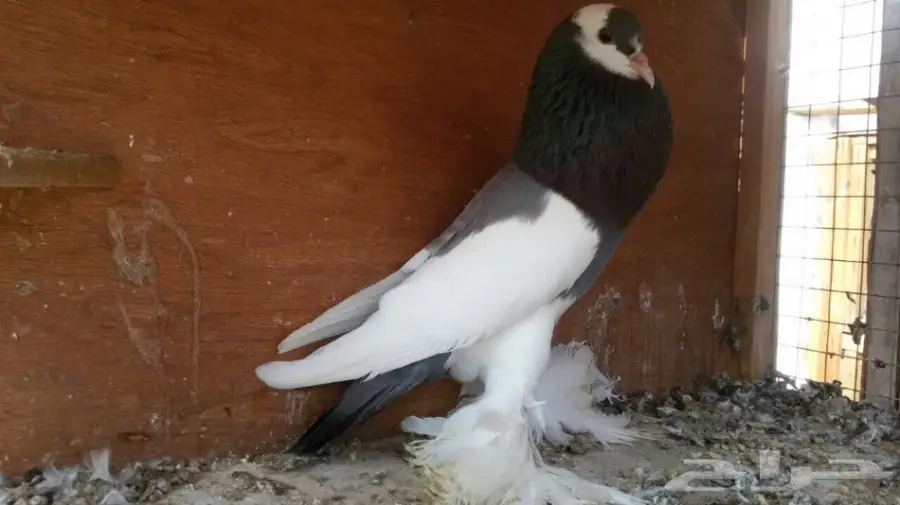 للبيع انثى نفاخ ازرق مسوبع (image 2)