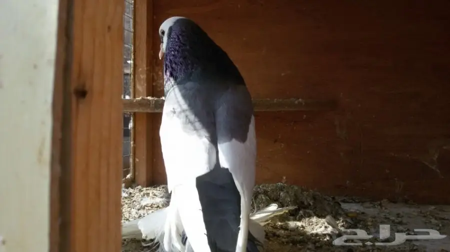 للبيع انثى نفاخ ازرق مسوبع (image 3)