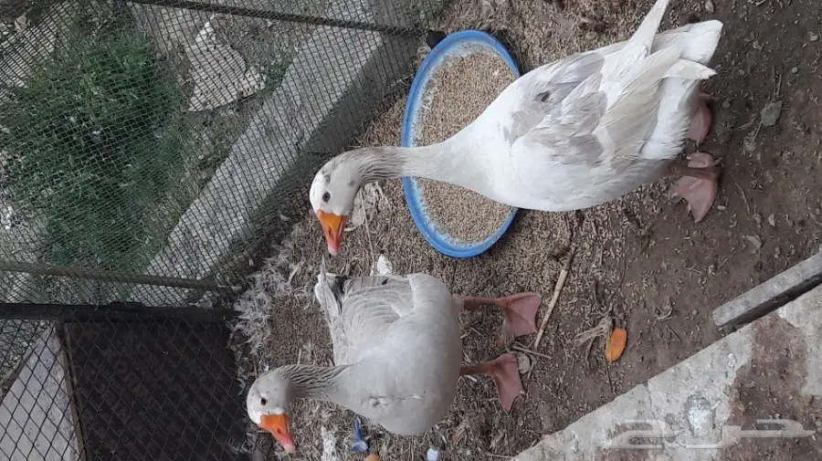 للبيع بط ووز 