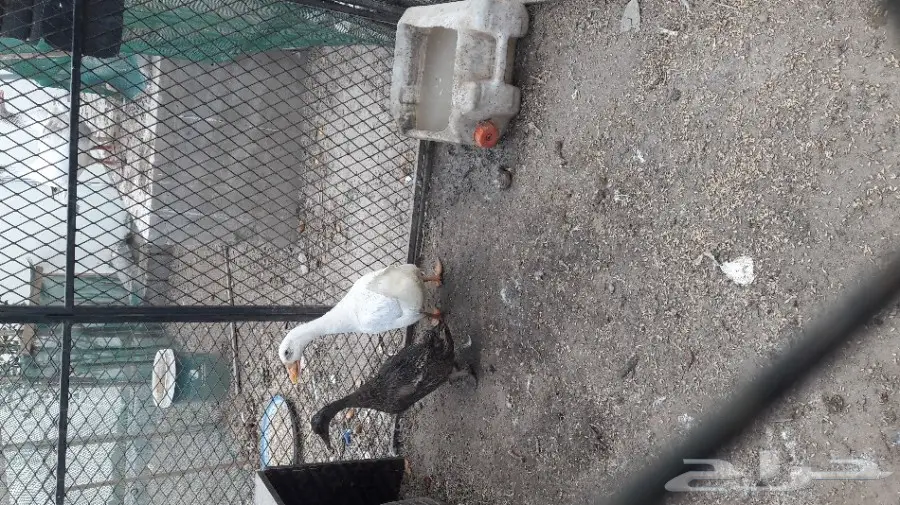 للبيع بط ووز  (image 1)