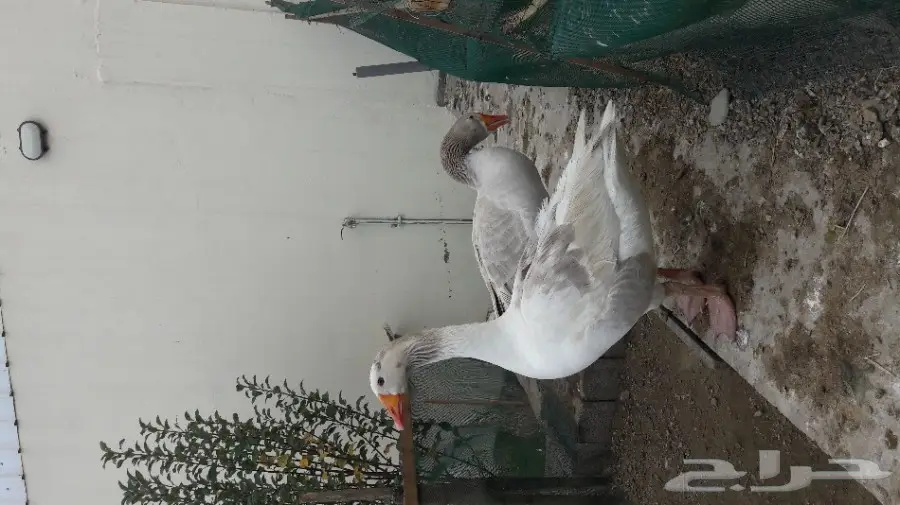 للبيع بط ووز  (image 3)