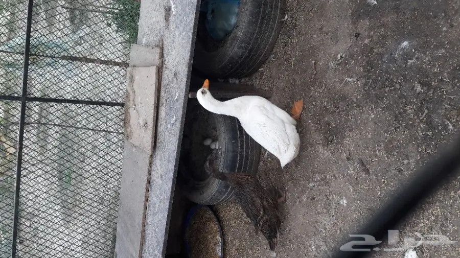 للبيع بط ووز  (image 4)