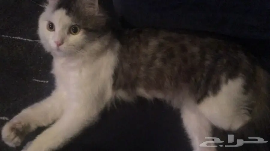 قطط صغار (شهرين) مع قط كبير (ابوهم) للبيع (image 1)