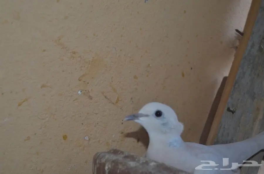 قمري هولندي منتج