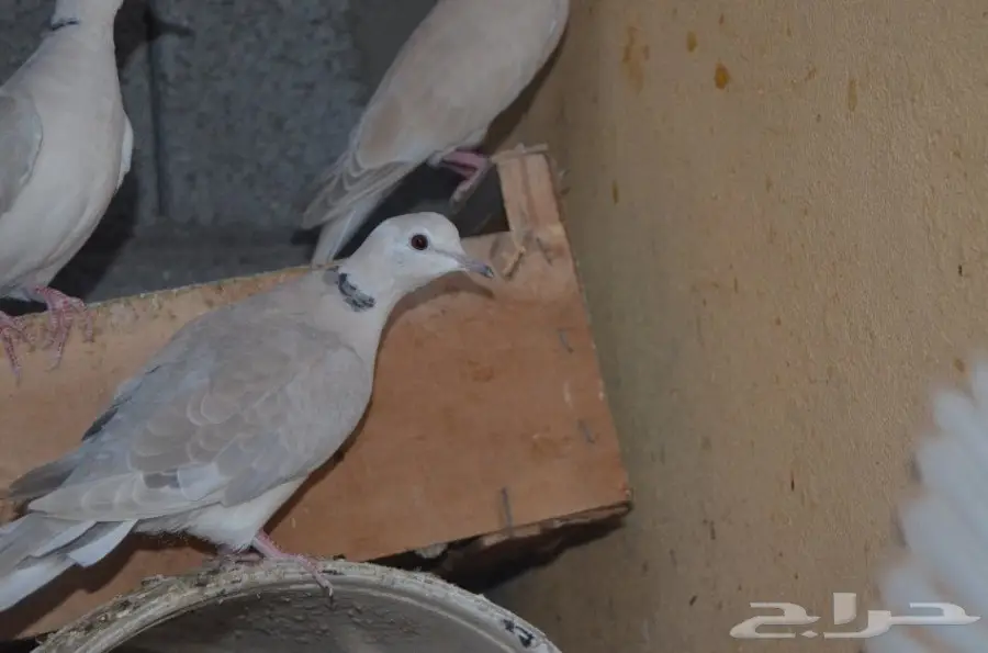 قمري هولندي منتج (image 1)