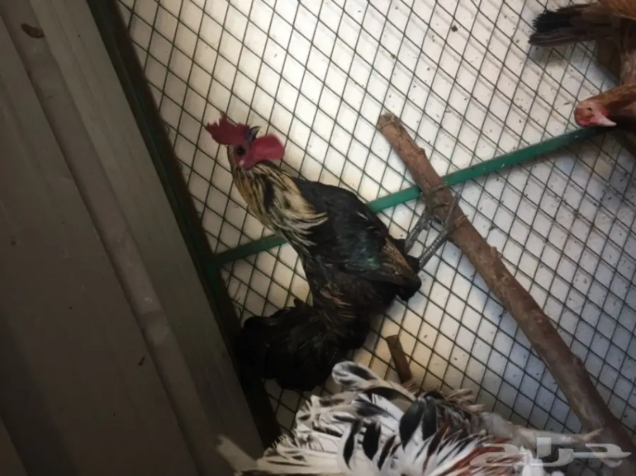 ديك للبيع  (image 1)