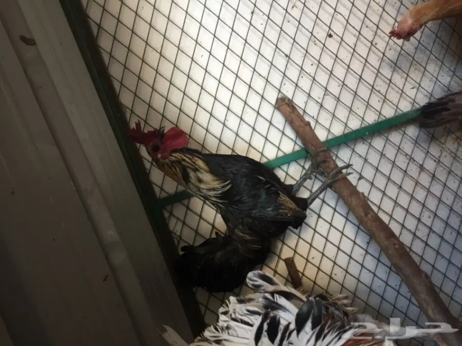 ديك للبيع  (image 2)