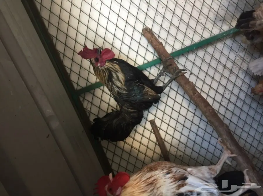 ديك للبيع  (image 3)