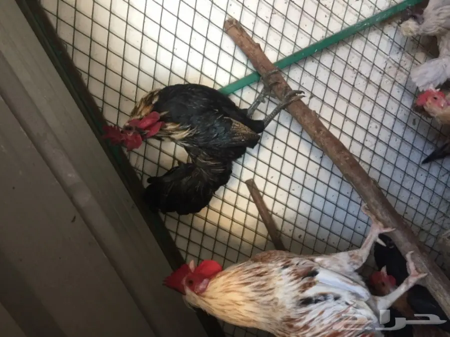 ديك للبيع  (image 4)