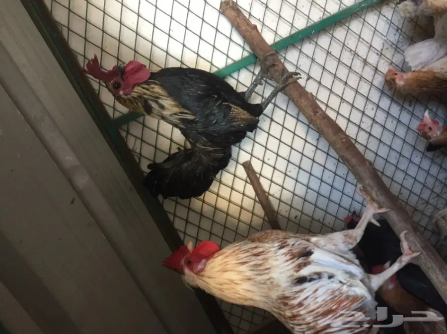 ديك للبيع  (image 5)