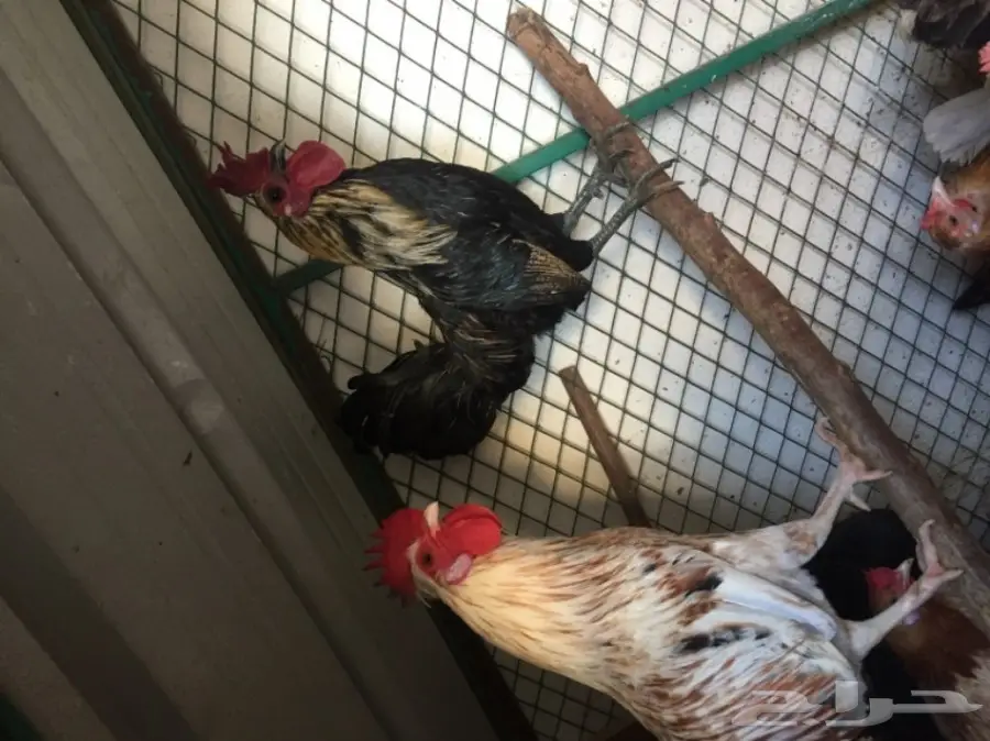 ديك للبيع  (image 6)