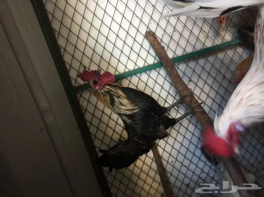 ديك للبيع  (image 7)
