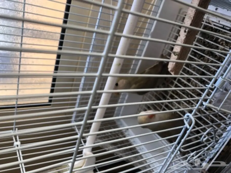 ذكر روز حريقه ماتت الانثى امس