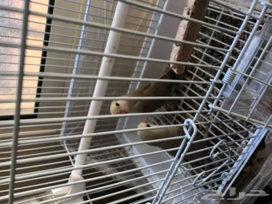 ذكر روز حريقه ماتت الانثى امس (image 1)