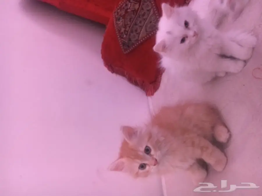 قطط للبيع ذكور واناث صغار