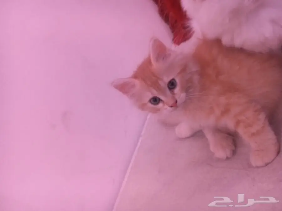 قطط للبيع ذكور واناث صغار (image 1)