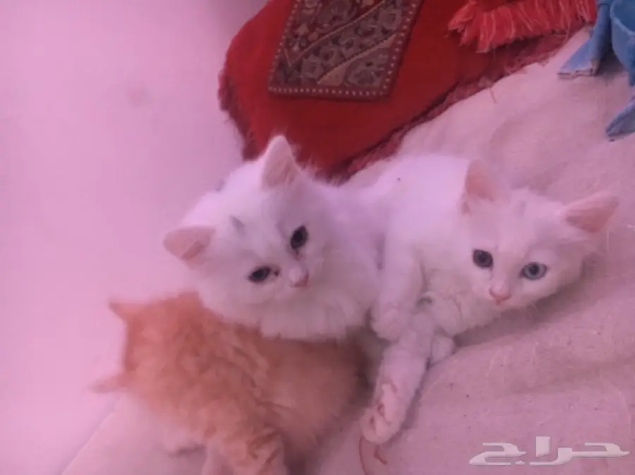 قطط للبيع ذكور واناث صغار (image 2)