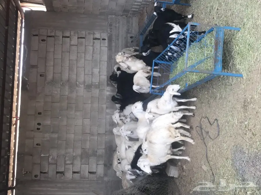 بهم حري عدده حول 43 للبيع عاجلا بالطائف (image 2)