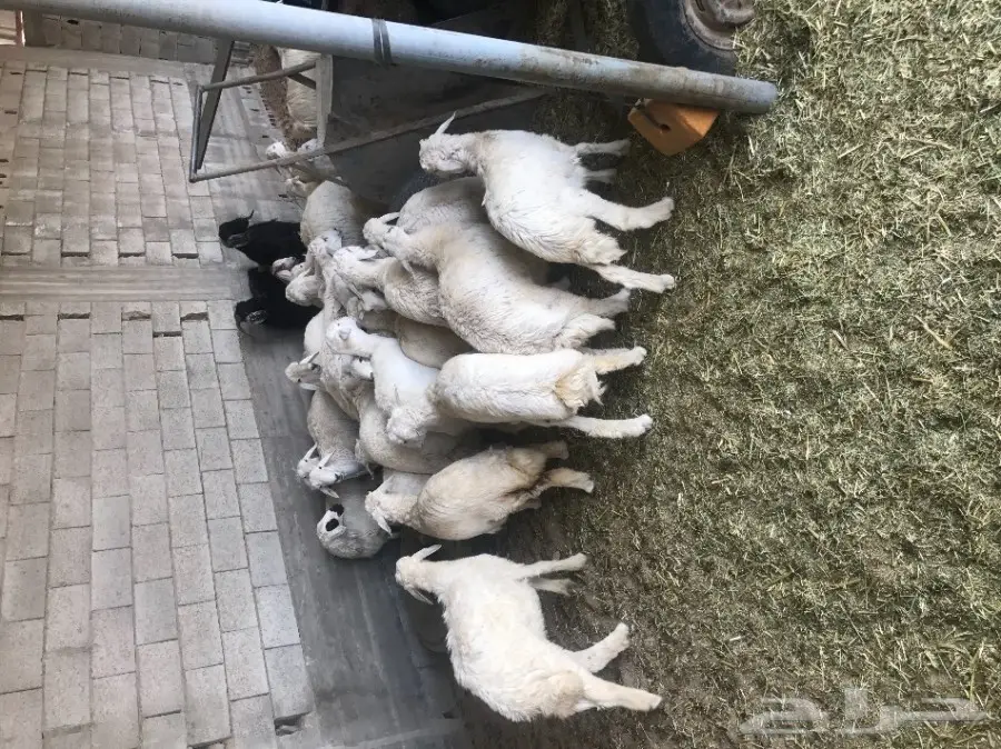 بهم حري عدده حول 43 للبيع عاجلا بالطائف (image 11)