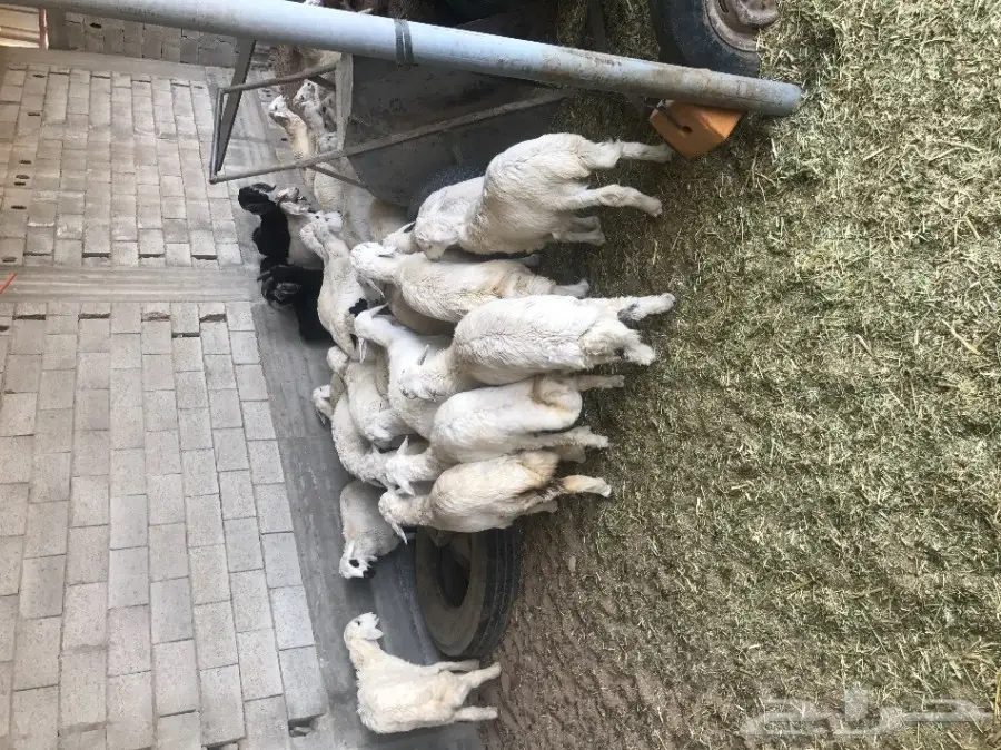 بهم حري عدده حول 43 للبيع عاجلا بالطائف (image 12)