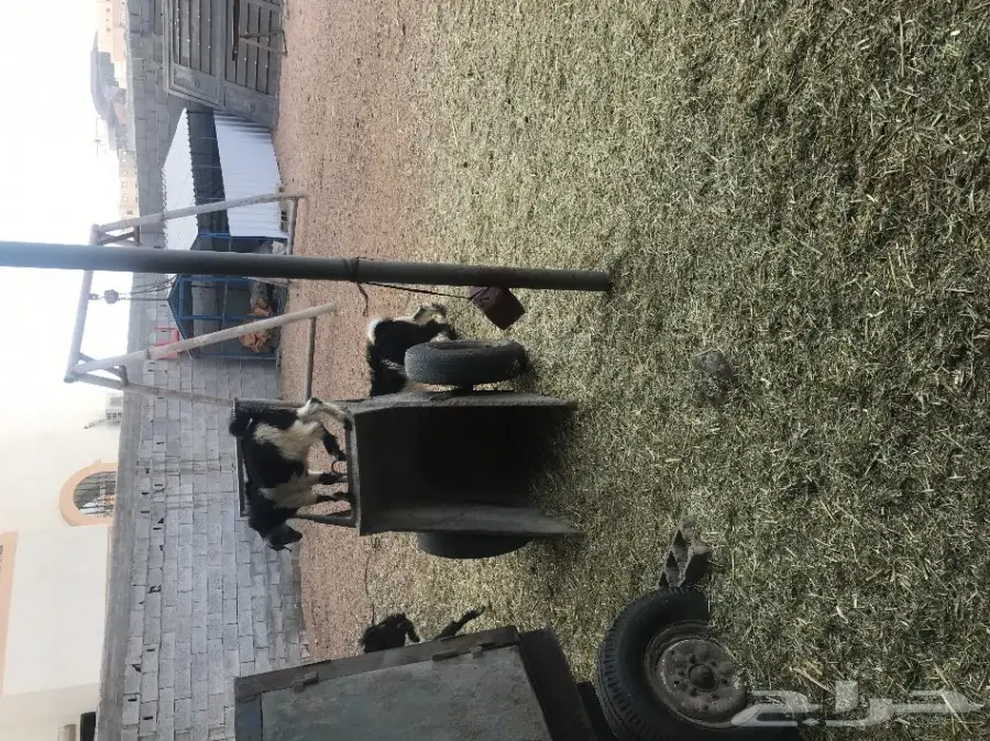 بهم حري عدده حول 43 للبيع عاجلا بالطائف (image 15)