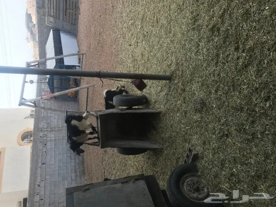 بهم حري عدده حول 43 للبيع عاجلا بالطائف (image 16)