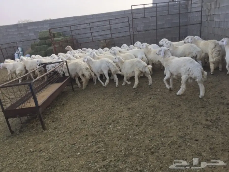 طليان حريات للبيع (image 1)