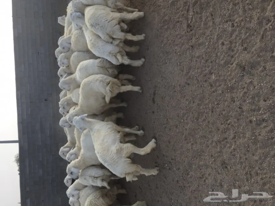 طليان حريات للبيع (image 2)